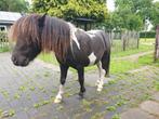 Mooi falabella paardje/pony, Dieren en Toebehoren, Hengst