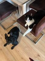 Superlieve kater (2 jaar), Dieren en Toebehoren, Katten en Kittens | Overige Katten, Kater