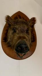 Opgezette zwijnenkop trofee, Antiek en Kunst, Ophalen of Verzenden