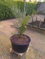 palm boom in kuip canariensis phoenix, Tuin en Terras, Planten | Bomen, In pot, Minder dan 100 cm, Ophalen, Palmboom
