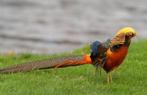 Goud fazant hennen l Gezonde dieren l Passend advies, Dieren en Toebehoren, Vrouwelijk, Kip