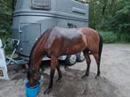 Goed thuis gezocht voor energieke 10-jarige merrie, Dieren en Toebehoren, Paarden, 7 tot 10 jaar, 160 tot 165 cm, Recreatiepaard