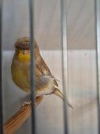 Glosters (Kanaries), Meerdere dieren, Kleurkanarie