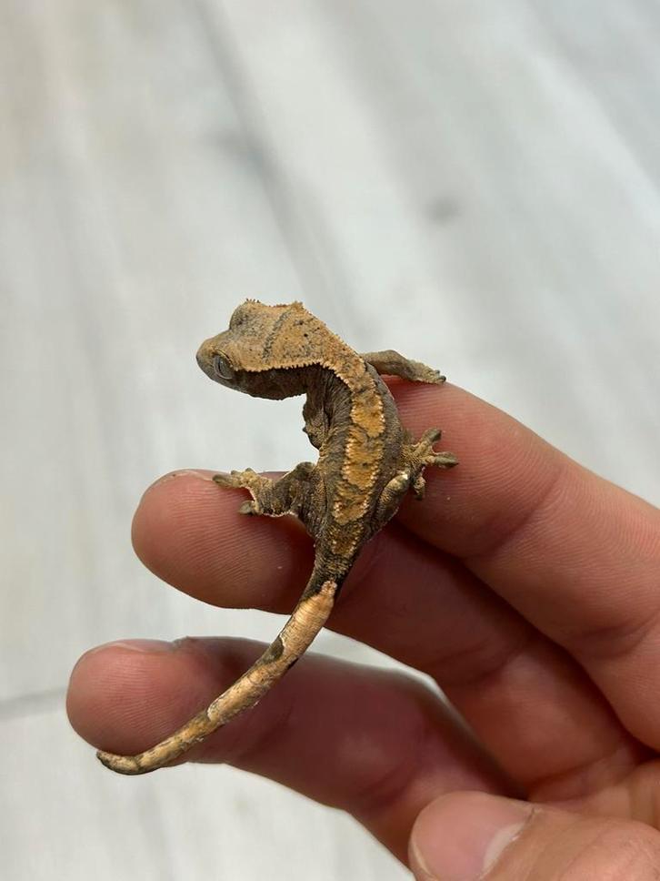 Winper gekko - crested gecko, Dieren en Toebehoren, Reptielen en Amfibieën, Hagedis, 0 tot 2 jaar
