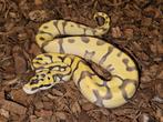 Super Enchi Pastel Desert Ghost man, Dieren en Toebehoren, Reptielen en Amfibieën, Slang, 0 tot 2 jaar