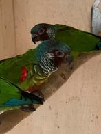 0-1 pyrrhura emma bewezen pop, Dieren en Toebehoren, Vrouwelijk, Parkiet, Geringd