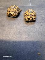 Landschilpad  2, Dieren en Toebehoren, Schildpad, 0 tot 2 jaar