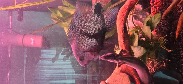 Vissen, Dieren en Toebehoren, Vissen | Aquaria en Toebehoren, Ophalen of Verzenden
