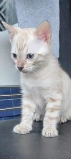 Snow bengaal kitten, Dieren en Toebehoren, Geslacht onbekend, Ontwormd, 0 tot 2 jaar