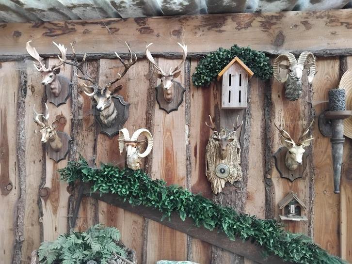 HERTENKOP MET GEWEI DIV MATEN  EN PRIJS + 2X RAMSKOP/JACHT, Huis en Inrichting, Woonaccessoires | Wanddecoraties, Gebruikt, Ophalen
