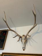 Vintage Deer Antlers, Ophalen, Zo goed als nieuw