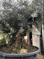 ❗️️Actie️❗️ Tekoop olijfboom Olea europea., Ophalen of Verzenden, Olijfboom, 250 tot 400 cm, Zomer