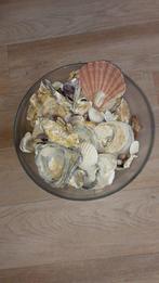 Schelpen, grote schaal, Ophalen