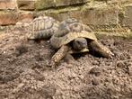 Nk 2006 2x man landschildpad, Dieren en Toebehoren, Reptielen en Amfibieën, 11 jaar of ouder, Schildpad