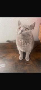 Heel mooi Britse korthaar, Dieren en Toebehoren, Kater