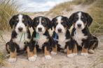 Entlebucher Sennenhond pup, Ophalen, Zo goed als nieuw