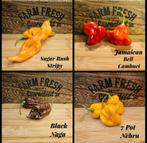 Peper Zaden - Diverse Soorten, Volle zon, Groenteplanten, Eenjarig, Ophalen of Verzenden
