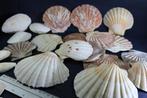 schelpen - 50 schelp, Ophalen of Verzenden, Schelp(en)