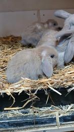 Lief klein NHD Rammetje in de kleur isabella 8wk oud, Dieren en Toebehoren, Mannelijk, Dwerg, Hangoor, 0 tot 2 jaar