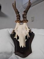 Reebokgewei op schild, Ophalen of Verzenden, Gebruikt