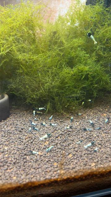 ( Spotted head ) Pinto caridina garnalen beschikbaar voor biedingen