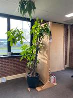 Grote kamerplant in pot, Tuin en Terras, Planten | Bomen, Halfschaduw, Overige soorten, 100 tot 250 cm, Ophalen