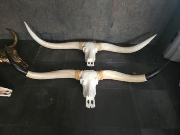 Longhorn diverse  beschikbaar voor biedingen