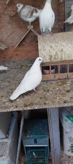 Amsterdamse tipplers, Dieren en Toebehoren, Vogels | Duiven, Meerdere dieren, Overige soorten