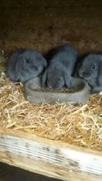 Nederlandse hangoordwergjes blauw voedstertjes, Dieren en Toebehoren, Vrouwelijk, Dwerg, Hangoor, 0 tot 2 jaar