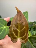 Anthurium redspider/forgettiXsuper silver, Huis en Inrichting, Kamerplanten, Ophalen of Verzenden, Overige soorten, Minder dan 100 cm