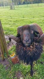 Ouessant ram met stamboom te koop of ruilen., Dieren en Toebehoren, Schapen, Geiten en Varkens, Schaap, Mannelijk