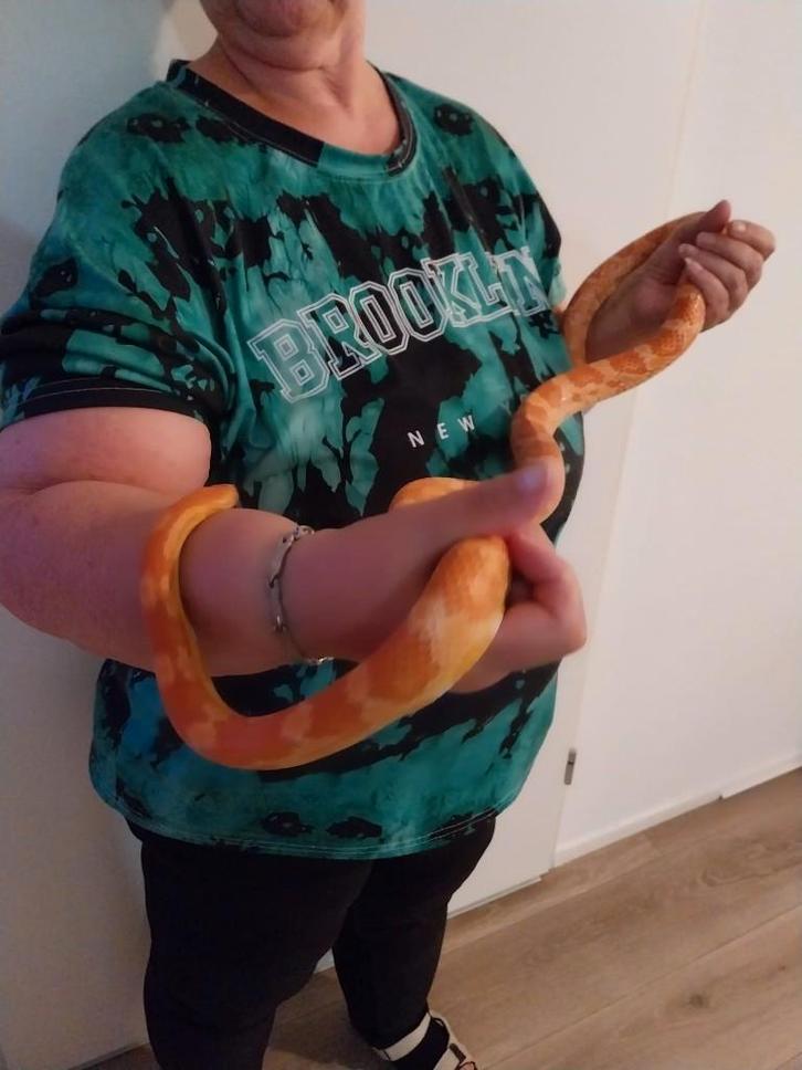 Koppel Rattenslangen