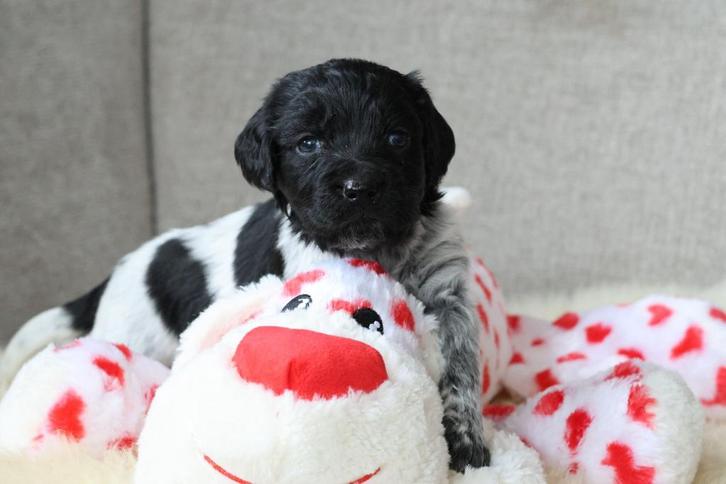 Prachtige friese stabij pups, Dieren en Toebehoren, Honden | Retrievers, Spaniëls en Waterhonden, Meerdere dieren, Overige rassen