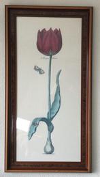 Tulp in houten lijst met glasplaat. Mooi groot formaat., Ophalen, Gebruikt