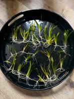 30x Valisneria spiralis – groen geluk voor je bak, Ophalen, Zo goed als nieuw, Plant(en), Steen of Hout