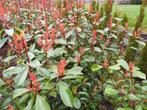 Photunia red robin glansmispel, Tuin en Terras, Planten | Struiken en Hagen, Ophalen, Overige soorten, 100 tot 250 cm