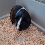 Cavia (mannetje)  ongeveer 5 à 6 maanden oud, Dieren en Toebehoren, Knaagdieren, Februari, Mannelijk, Cavia