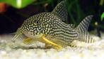 Corydoras Sterbai - Sterbai Pantsermeerval, Dieren en Toebehoren, Vis, Zoetwatervis