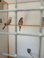 Bourke parkiet, Dieren en Toebehoren, Vogels | Parkieten en Papegaaien, Geslacht onbekend, Parkiet