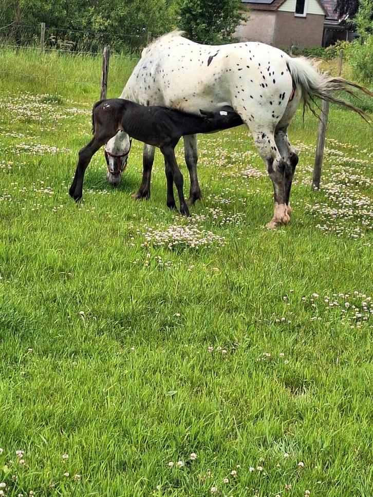 APPALOOSA Hengst veulen, Dieren en Toebehoren, Paarden, Hengst, Niet van toepassing, 165 tot 170 cm, 0 tot 2 jaar, Recreatiepaard