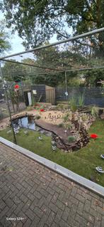 Kweekgroep Rode Ibissen 2.3 – Vast geringd, in gevangensc, Dieren en Toebehoren, Vogels | Overige Vogels