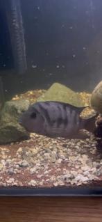 Zebra cichlide man