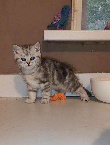 Bloedmooi kitten britse kh + stamboom beschikbaar voor biedingen