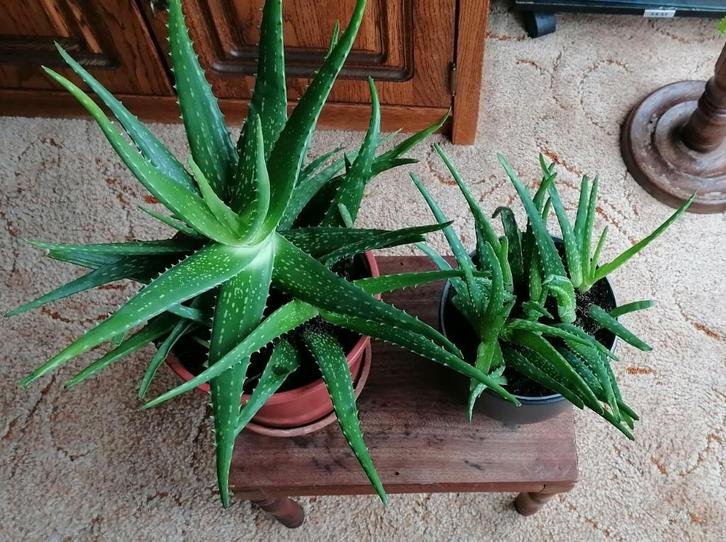 Kamerplant Aloe Vera VANAF € 10,00, Huis en Inrichting, Kamerplanten, Overige soorten, Minder dan 100 cm, Groene kamerplant, Halfschaduw