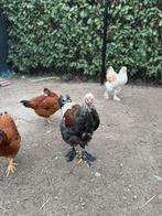 Een Brahma tamme haan, Dieren en Toebehoren, Pluimvee, Mannelijk, Kip