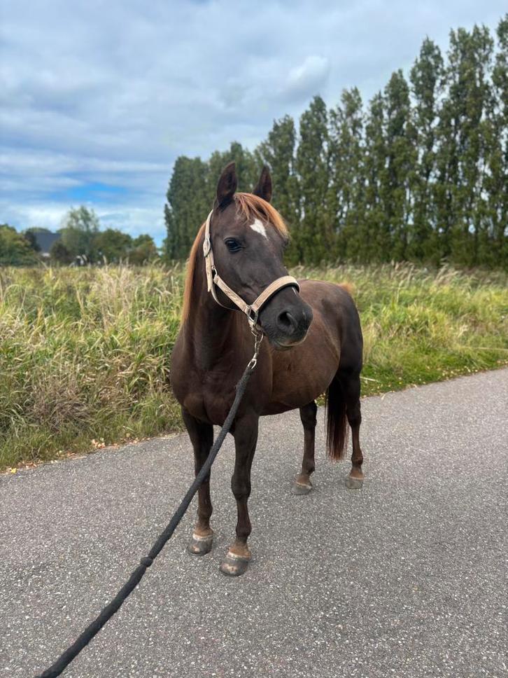 Verzorgster gezocht, Dieren en Toebehoren, Stalling en Weidegang