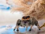 Jonge Springspinnen, Dieren en Toebehoren, Spin of Schorpioen