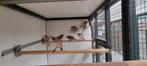 Baardmannen 2025, Dieren en Toebehoren, Meerdere dieren, Wildzangvogel, Geringd