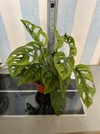 Monstera adensonii mint, Ophalen, Overige soorten, Minder dan 100 cm
