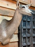 Hinde opgezette kop taxidermie, Verzamelen, Dierenverzamelingen, Nieuw, Opgezet dier, Ophalen, Hert